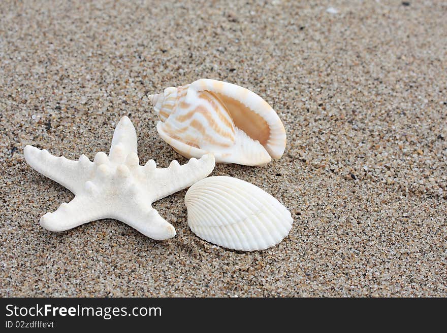 Starfish, conch and scallop over sand. Starfish, conch and scallop over sand