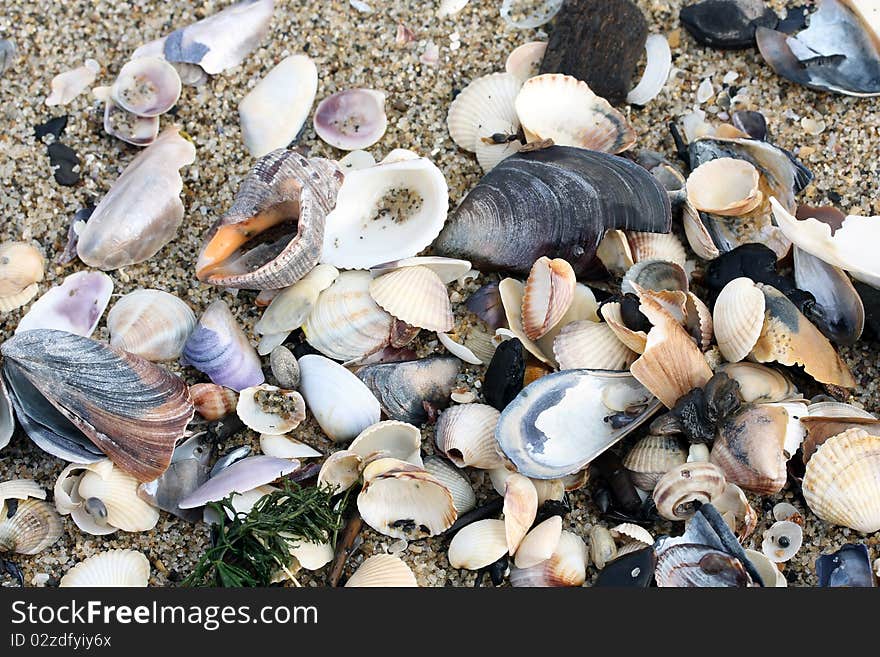 Sea creatures remains on sea-shore