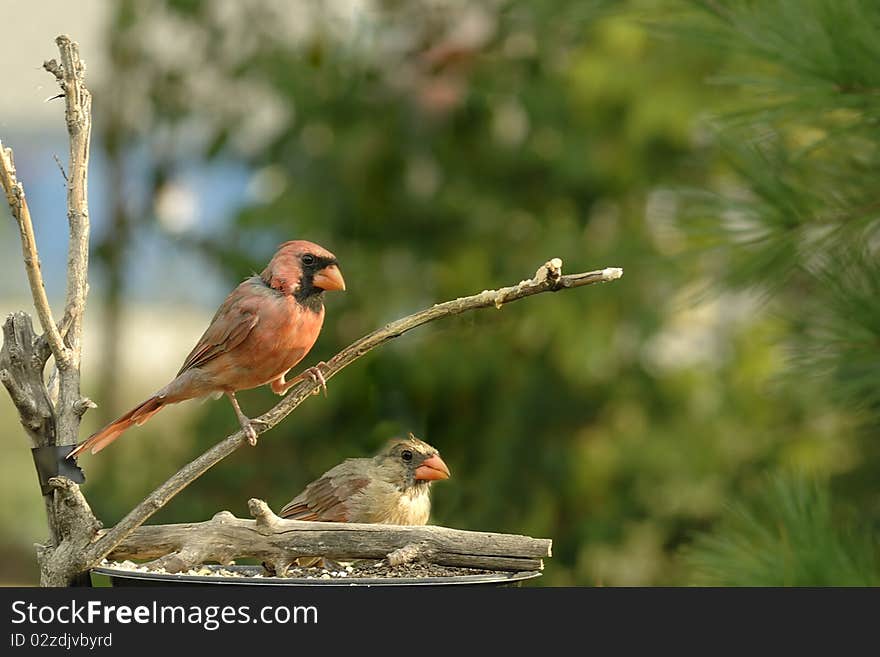 A male and female cardinal together at a feeder. A male and female cardinal together at a feeder.