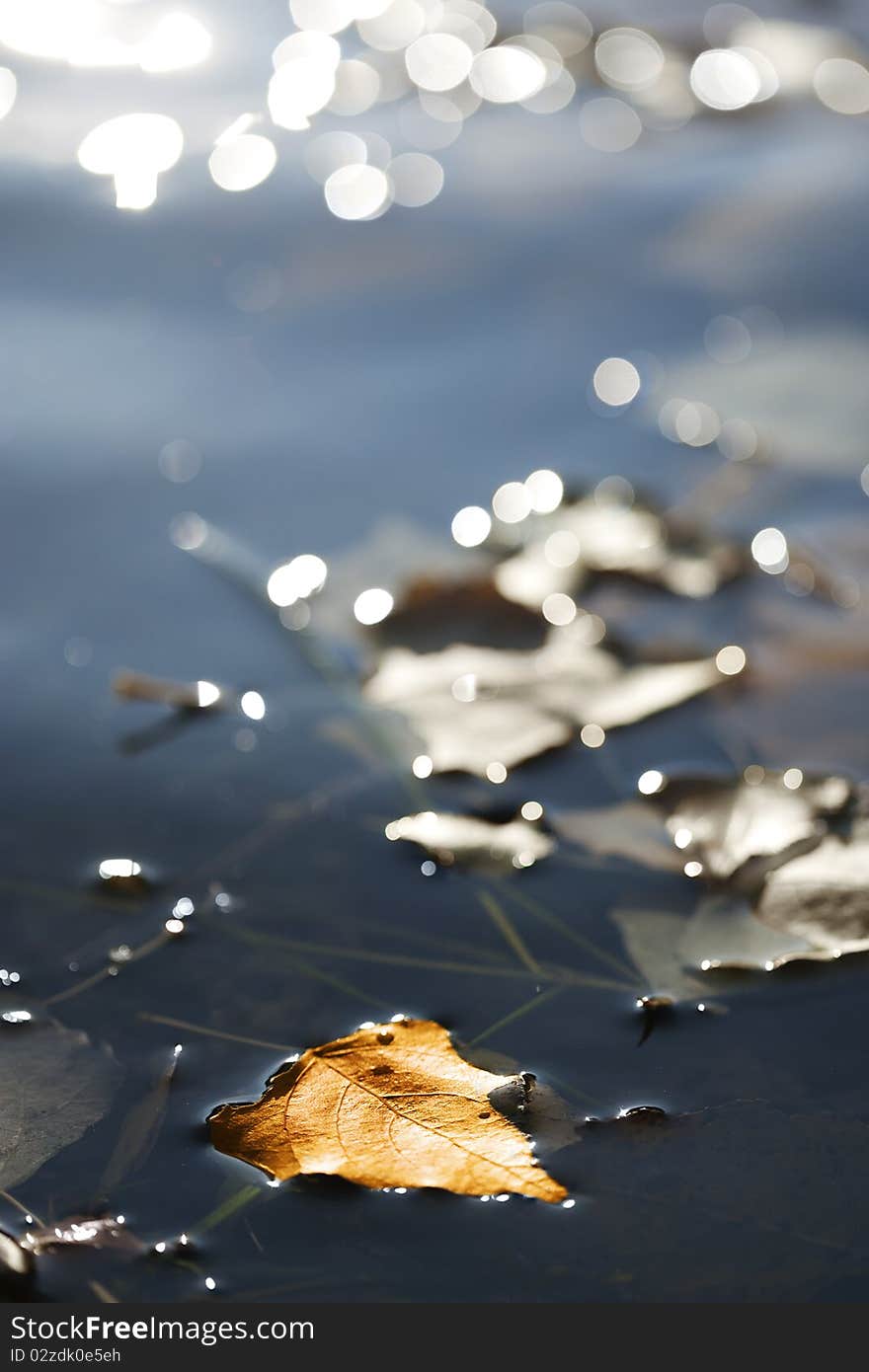 Autumn Leaf On Water