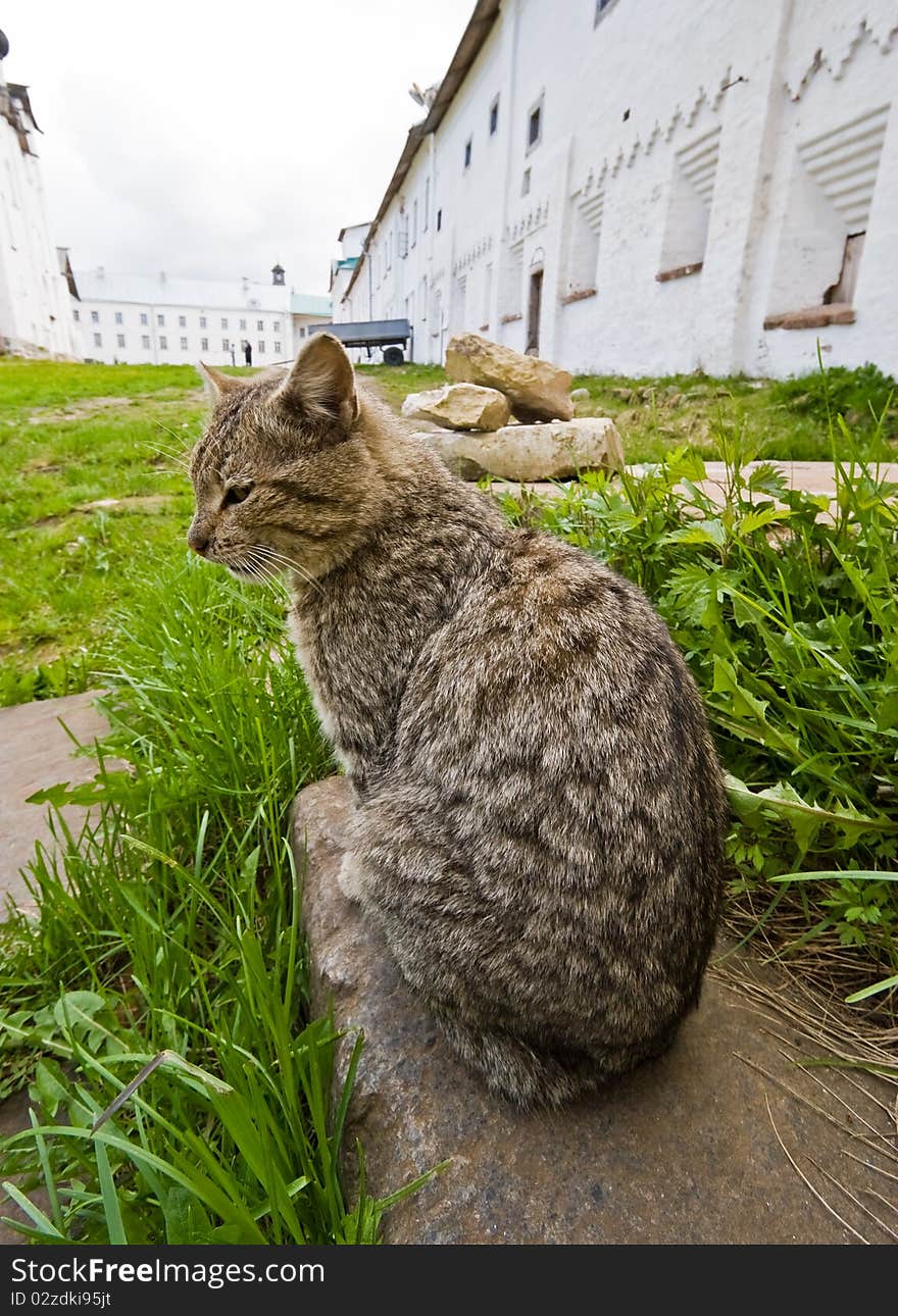 Cat in Solovetsky monastery, Solovki island, White Sea, Northern Russia.