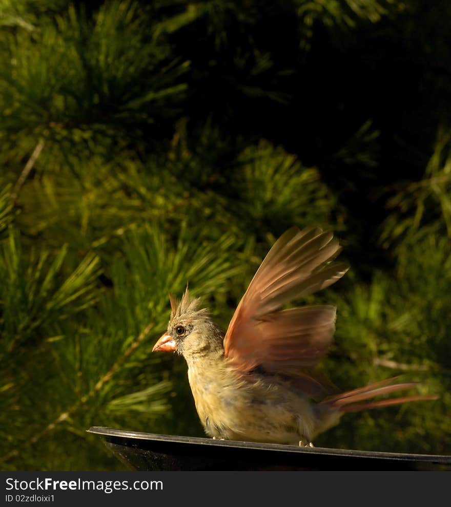 Cardinal Landing Into The Wind