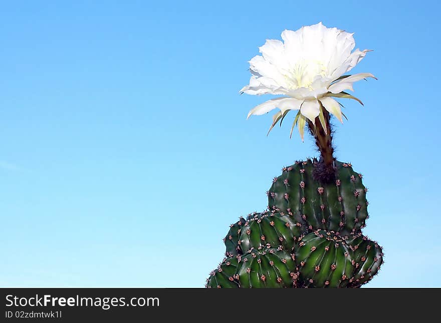 Blossoming cactus