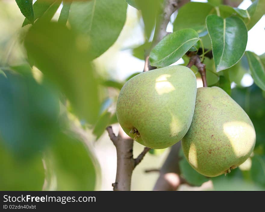 Pair Of Pears