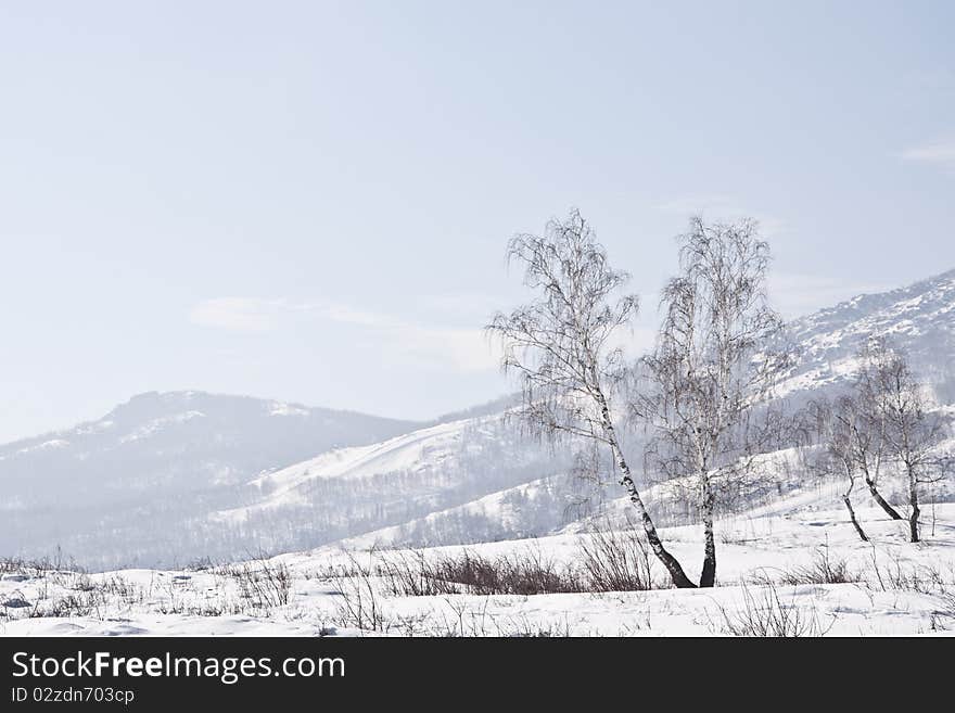 Snow Mountains And Birches In A Morning Fog