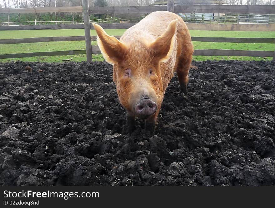 A big brown pig in a muddy field. A big brown pig in a muddy field.