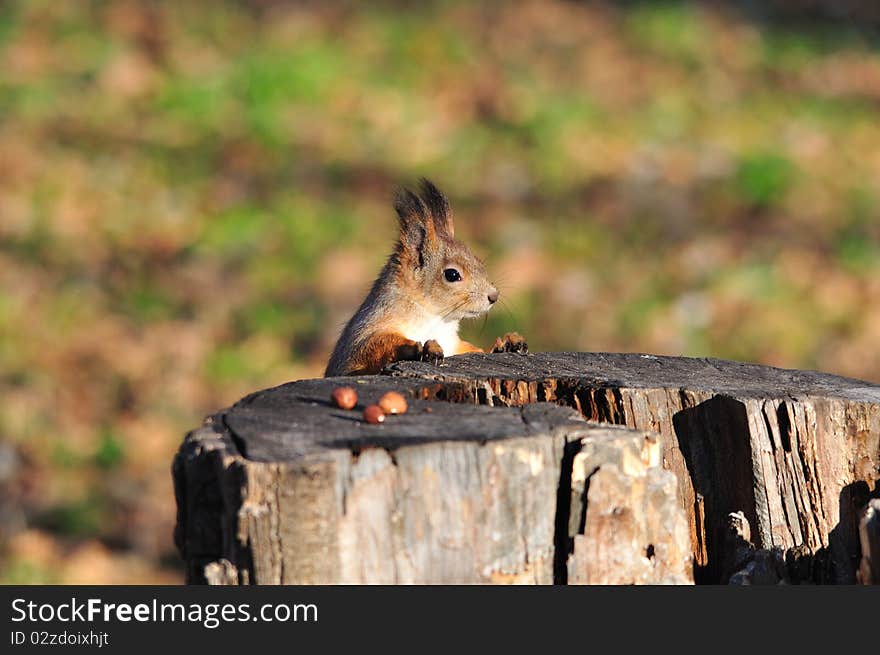 Red squirrel looks at nuts. Red squirrel looks at nuts.