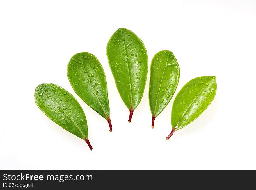 Green leaves with red stems - isolated on white. Green leaves with red stems - isolated on white