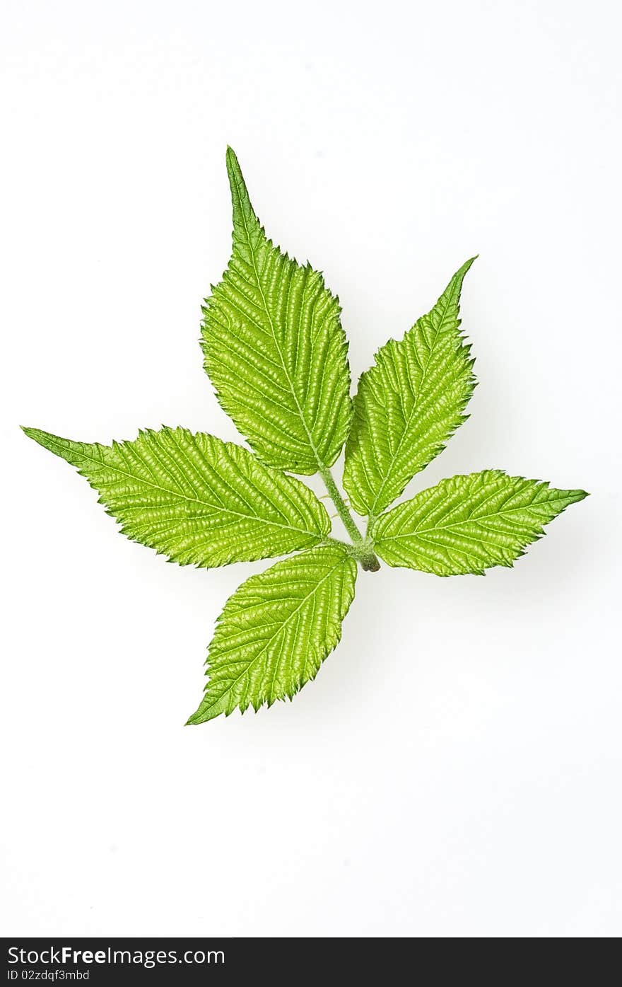 Five green leaves on one stem, isolated on white. Five green leaves on one stem, isolated on white