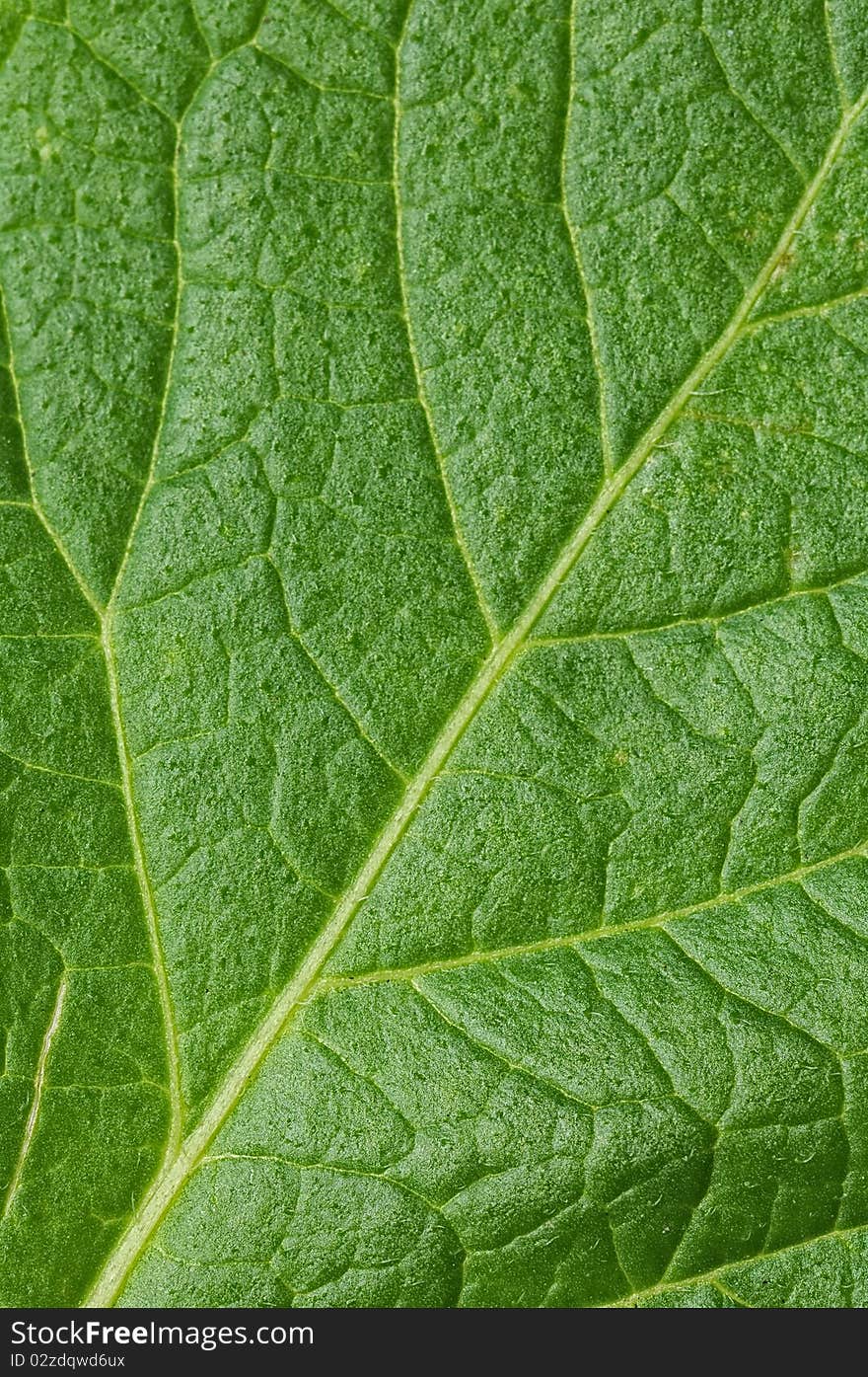 Green leaf close-up background, showing vein structure. Green leaf close-up background, showing vein structure