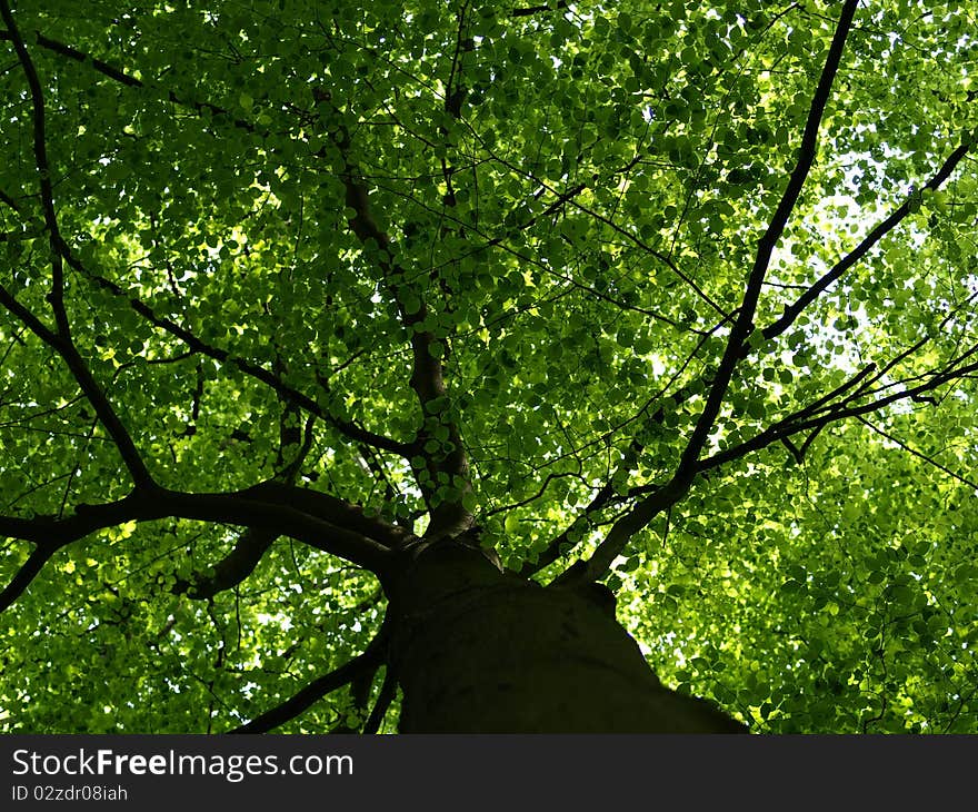 Beech, Fagus silvatica, reaching for light. Beech, Fagus silvatica, reaching for light