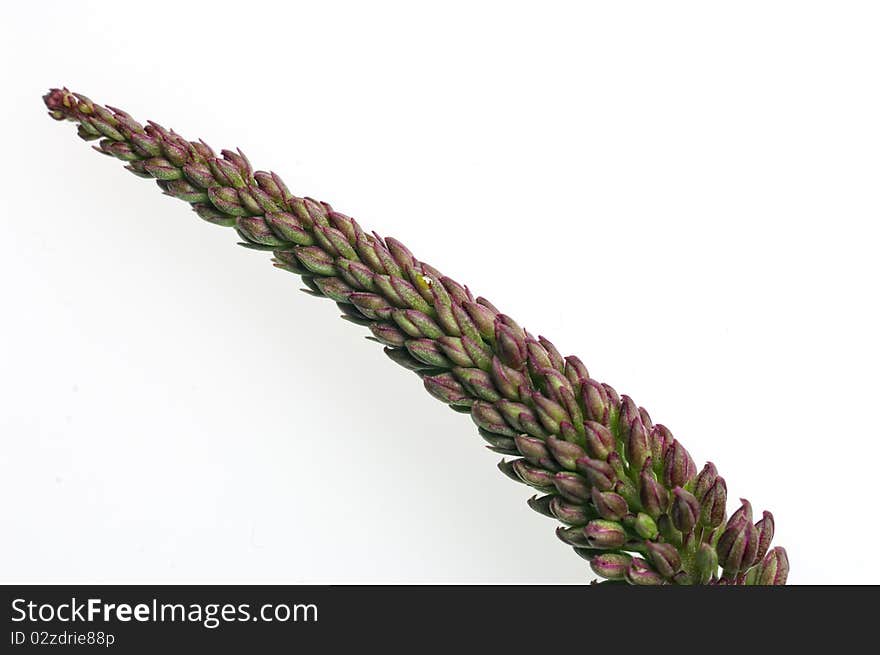 Hebe plant in bud isolated on white