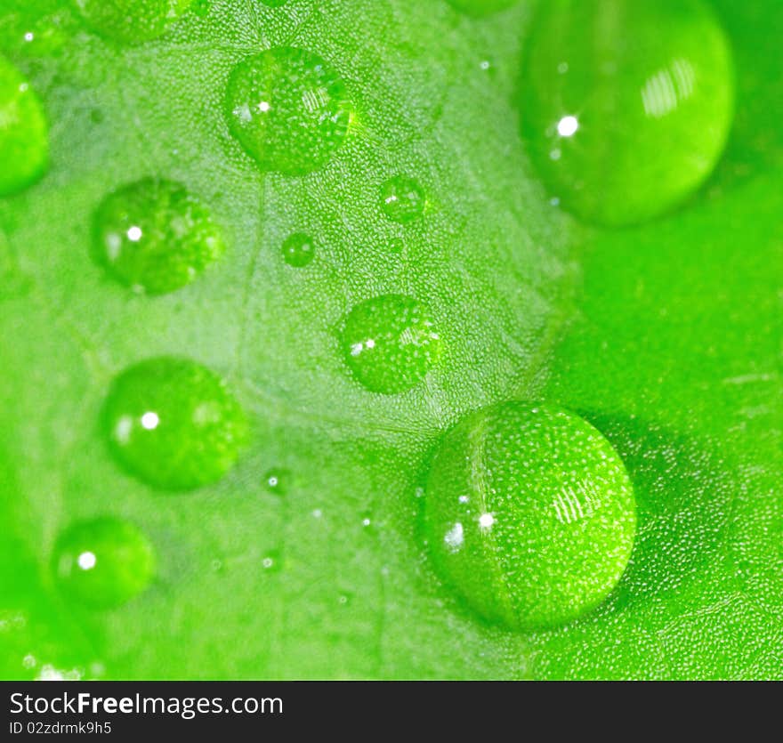 Water drops on a leaf