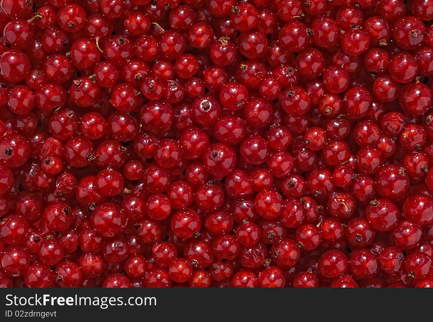 Red Currants laid out to form background