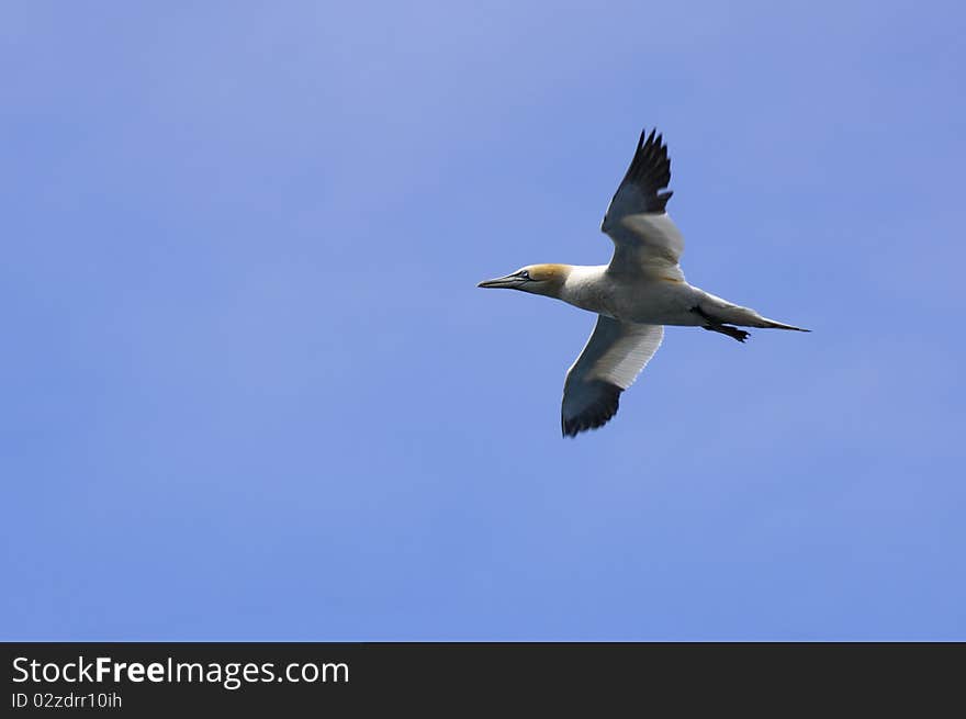 Gannet in flight, wings spread againct blue sky. Gannet in flight, wings spread againct blue sky