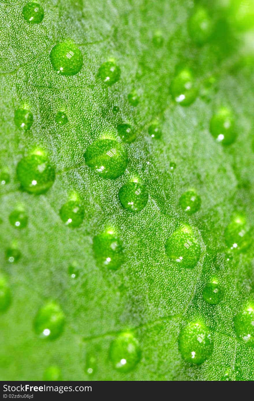 Water drops on a leaf