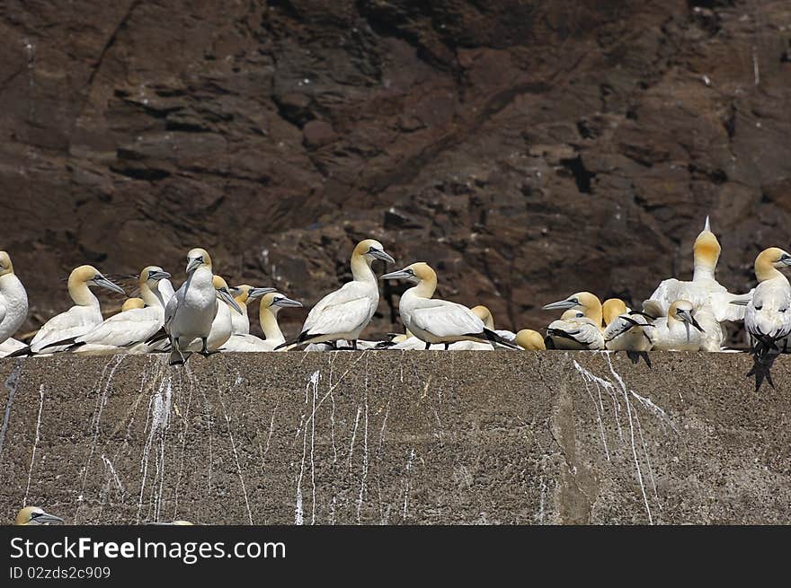 Gannets making use of man made ledge on Bass Rock, Firth of Forth, Scotland, UK. Gannets making use of man made ledge on Bass Rock, Firth of Forth, Scotland, UK