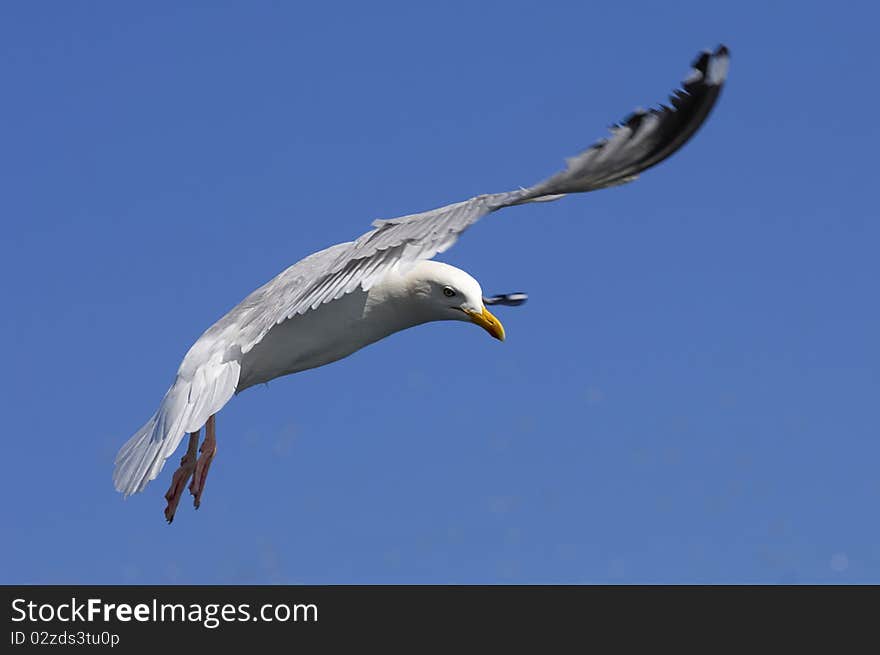 Herring Gull in flight against blue sky