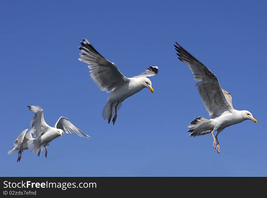 Herring Gulls in flight in blue sky, preparing to land on sea. Herring Gulls in flight in blue sky, preparing to land on sea