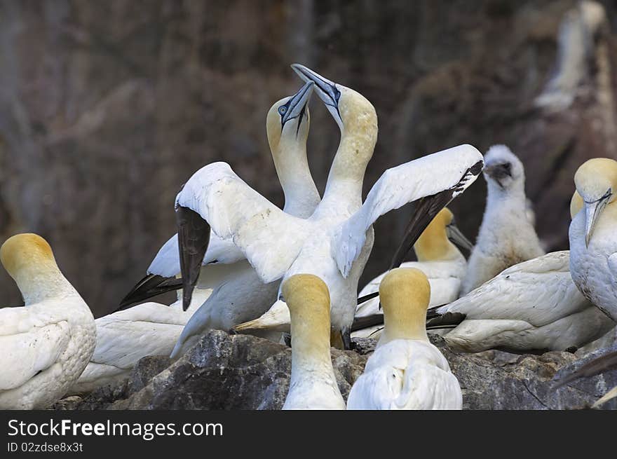 Pair of Gannets rubbing beaks in colony on Bass Rock, Firth of Forth. Pair of Gannets rubbing beaks in colony on Bass Rock, Firth of Forth