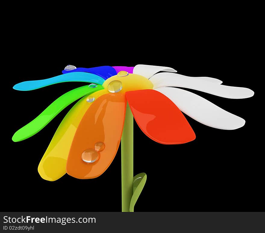 Chamomile flower with spectrum leaves and water drops isolated on black background. Chamomile flower with spectrum leaves and water drops isolated on black background