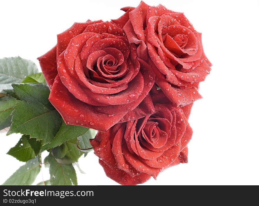 Three red roses with drops of water on the white background