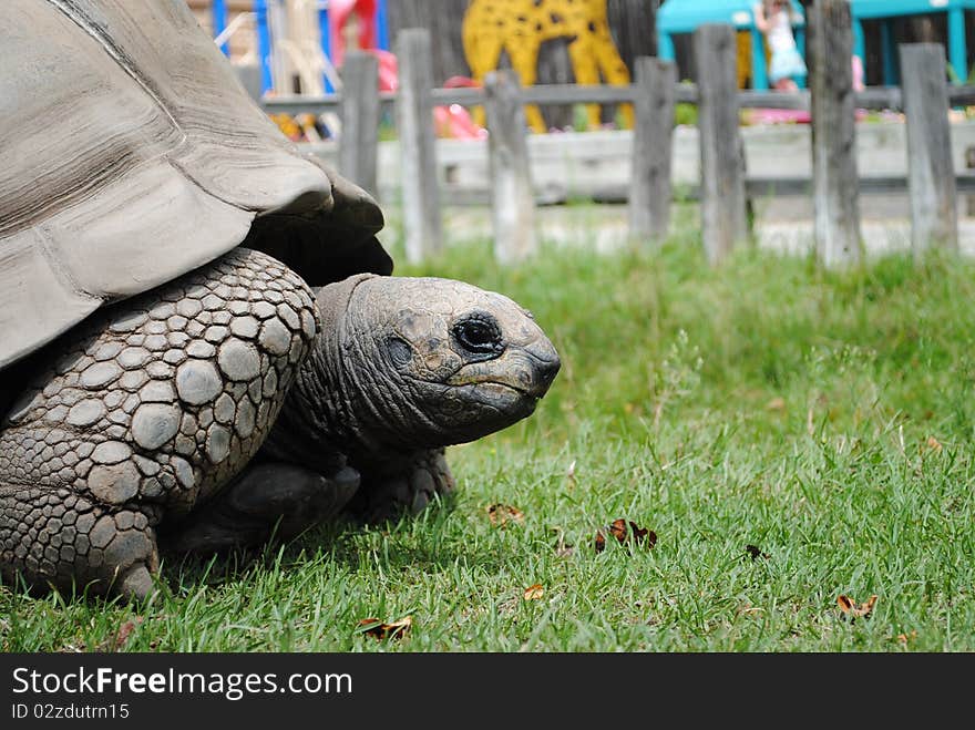 Ancient Creature of the Deep: Tortoise Slow Moving, Long Lifespan.