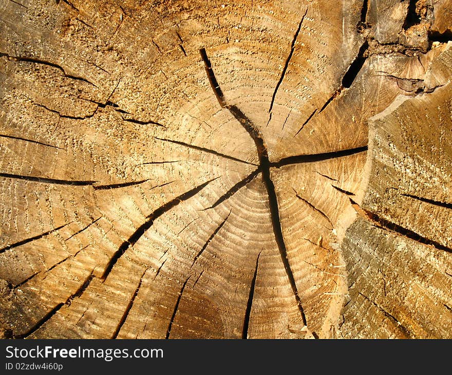 Cross-section of an old tree trunk