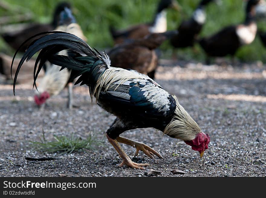 Colorful male chicken was eating