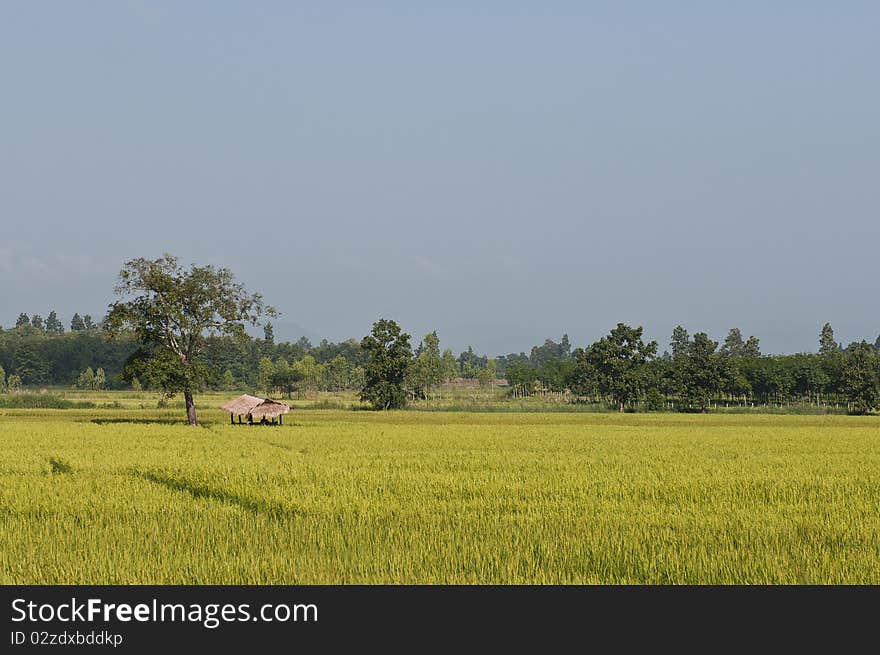 Ricefield