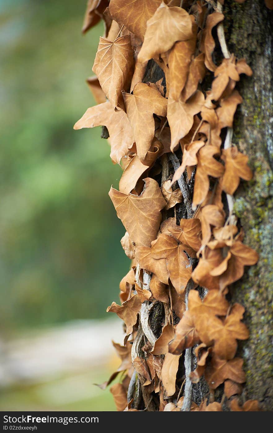 Withered ivy leaves