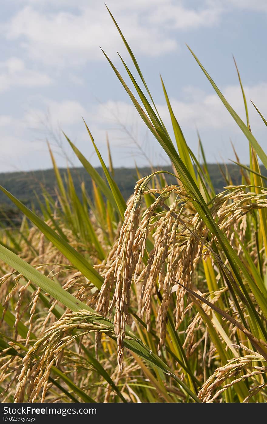 Full Rice Grains