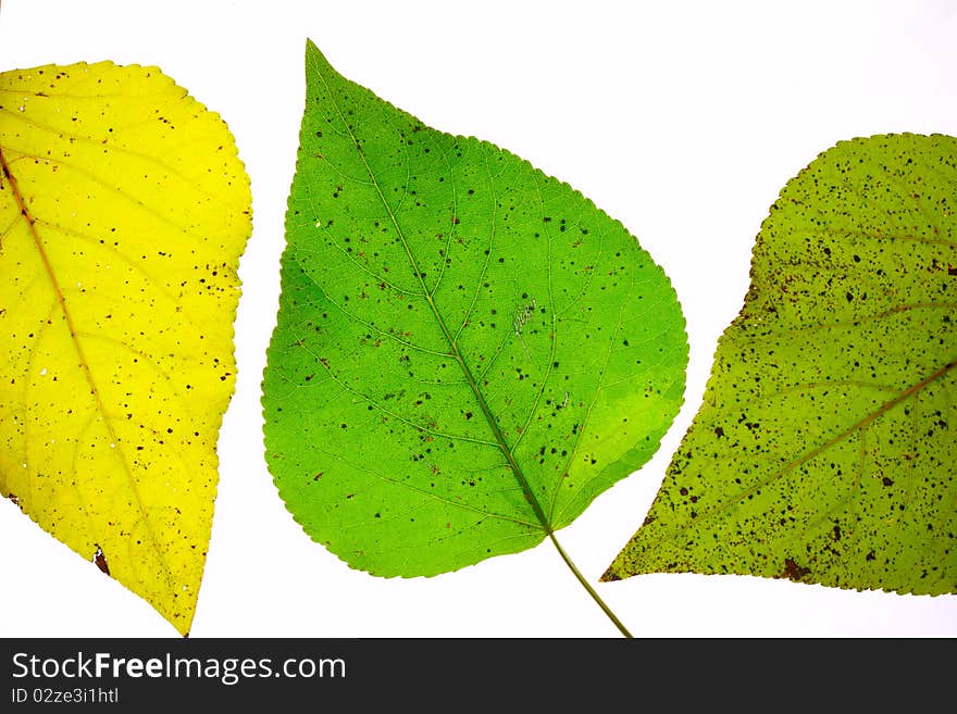 Autumn leaves on a white background