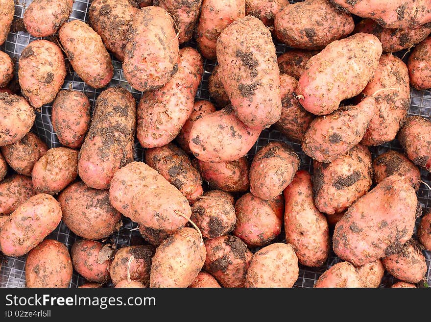 A fresh potatoes during harvest