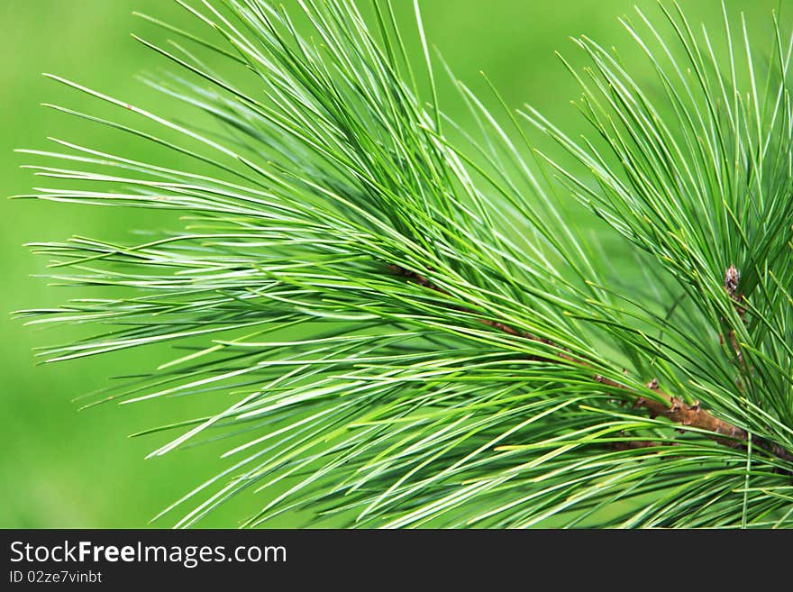 Green needles