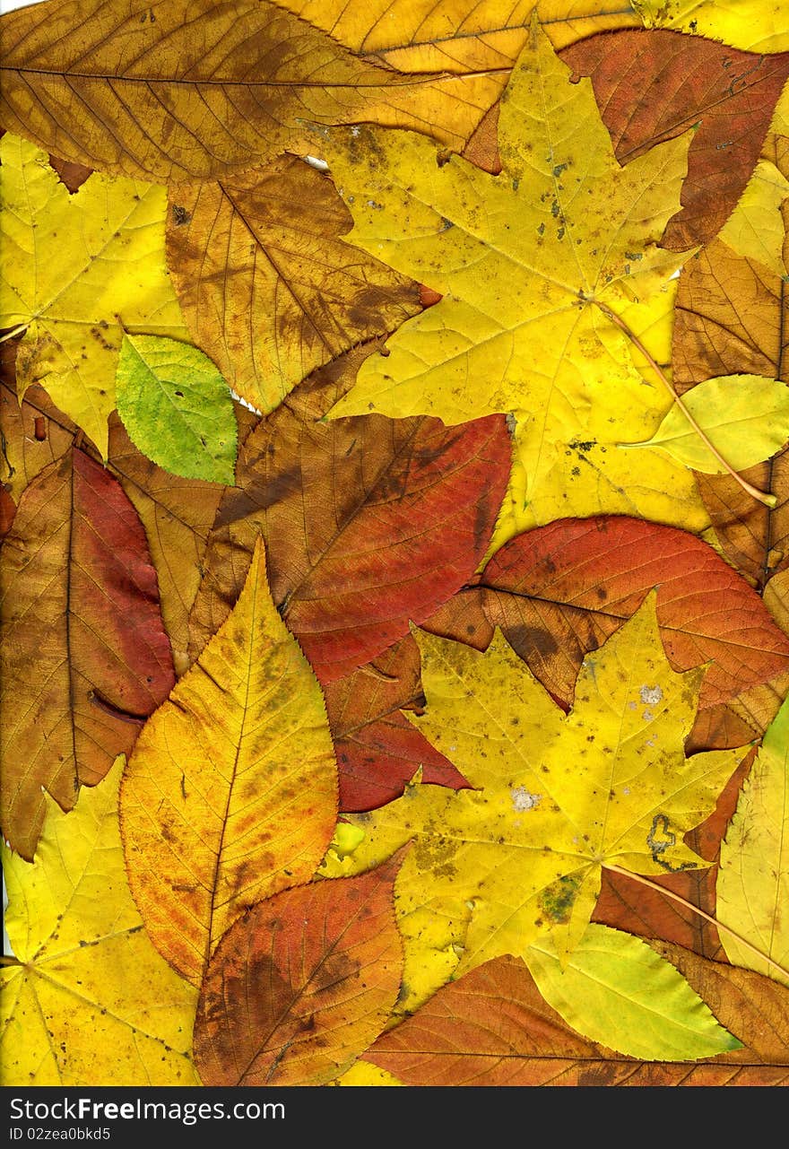 Colorful autumn leaves suitable as background. Colorful autumn leaves suitable as background