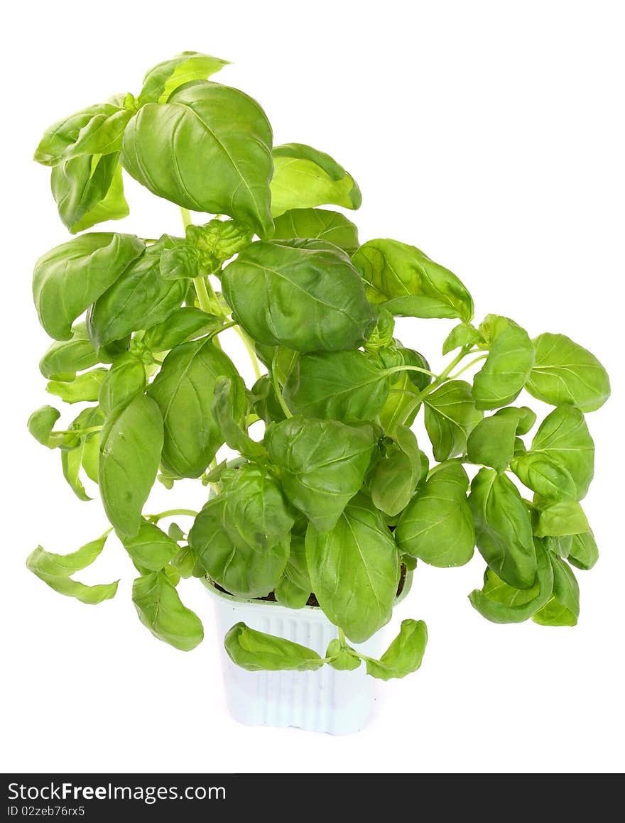 Fresh green basil plant