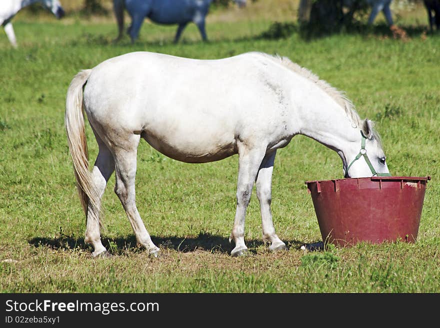 Lipica white horse, eat from the bowl on the farm. Lipica white horse, eat from the bowl on the farm