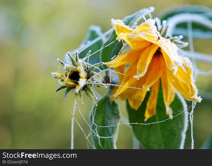 Early morning, hoarfrost on the frozen flower