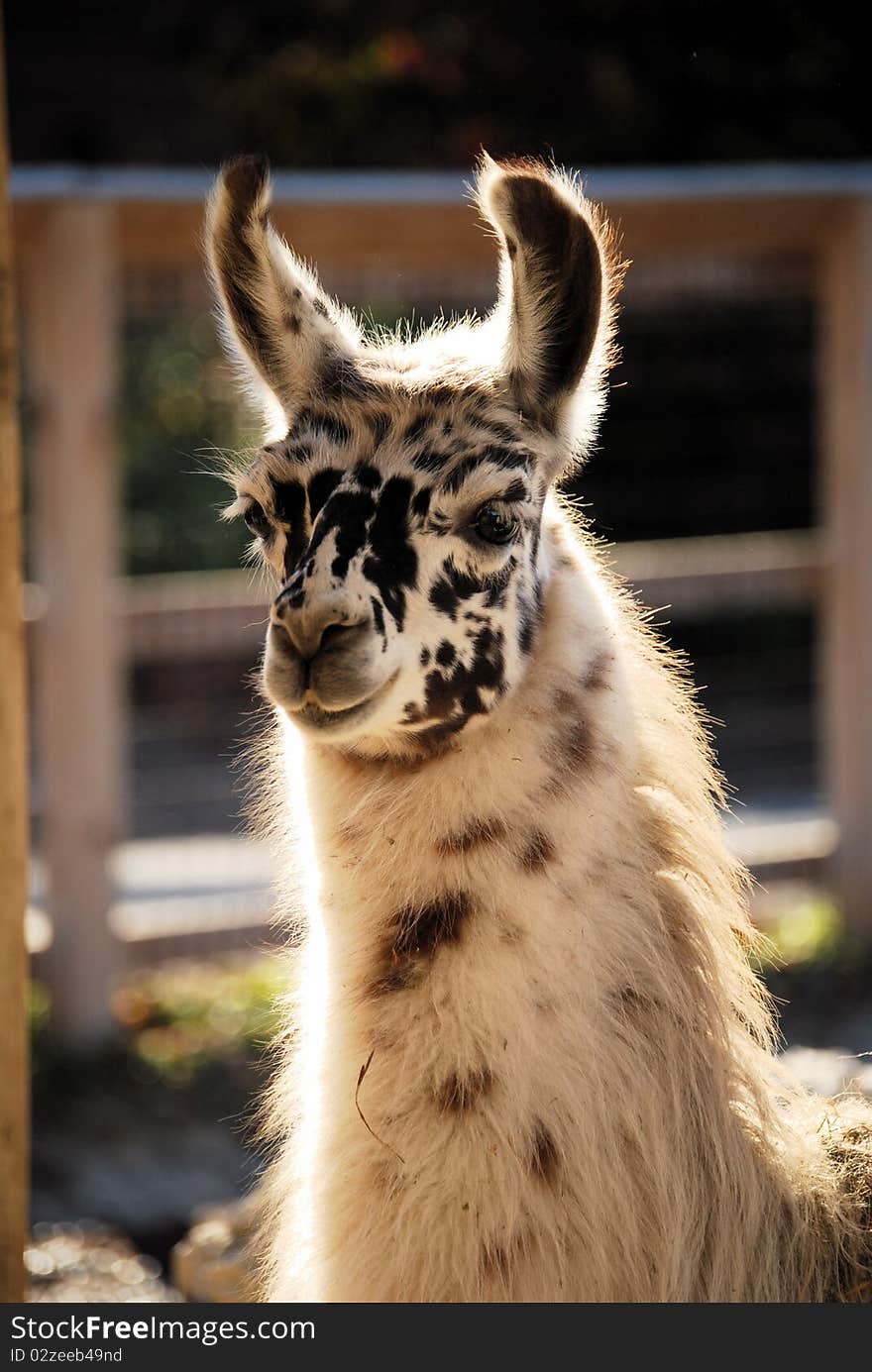 Baby Llama