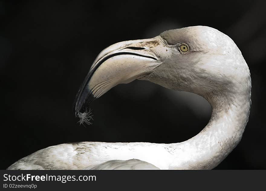 Flamingo - portrait of a  flamingo