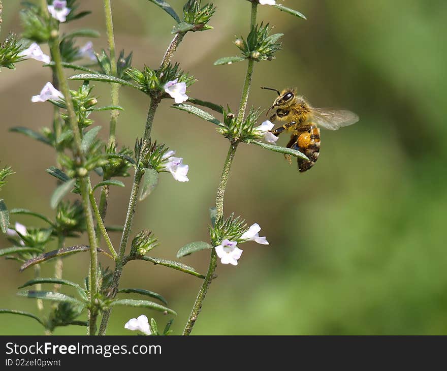 A honey bee flying top of flower