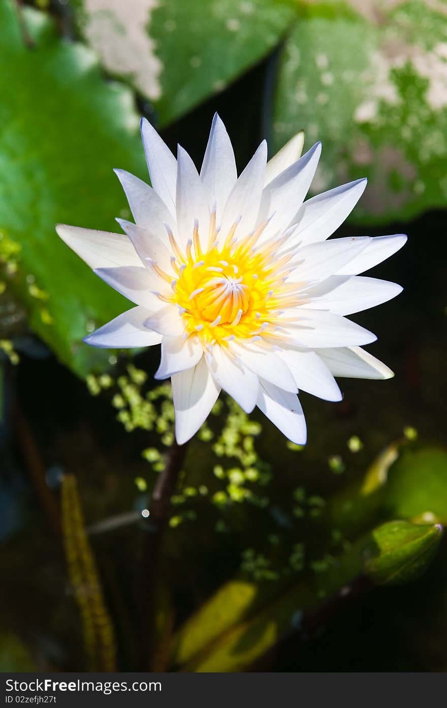 Lotus in the temple, Thailand.