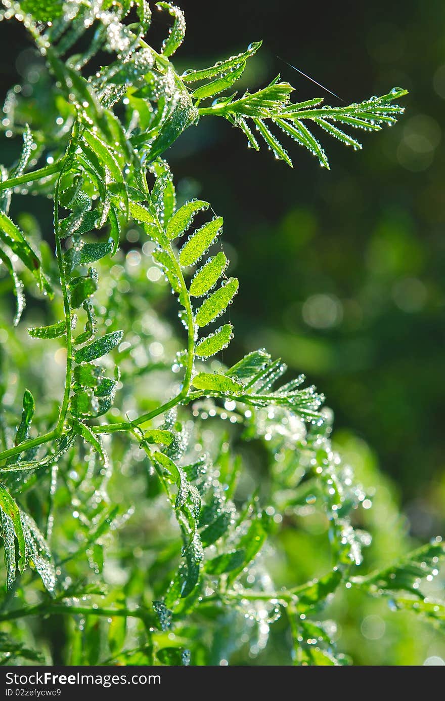 Morning grass with water drop. Morning grass with water drop