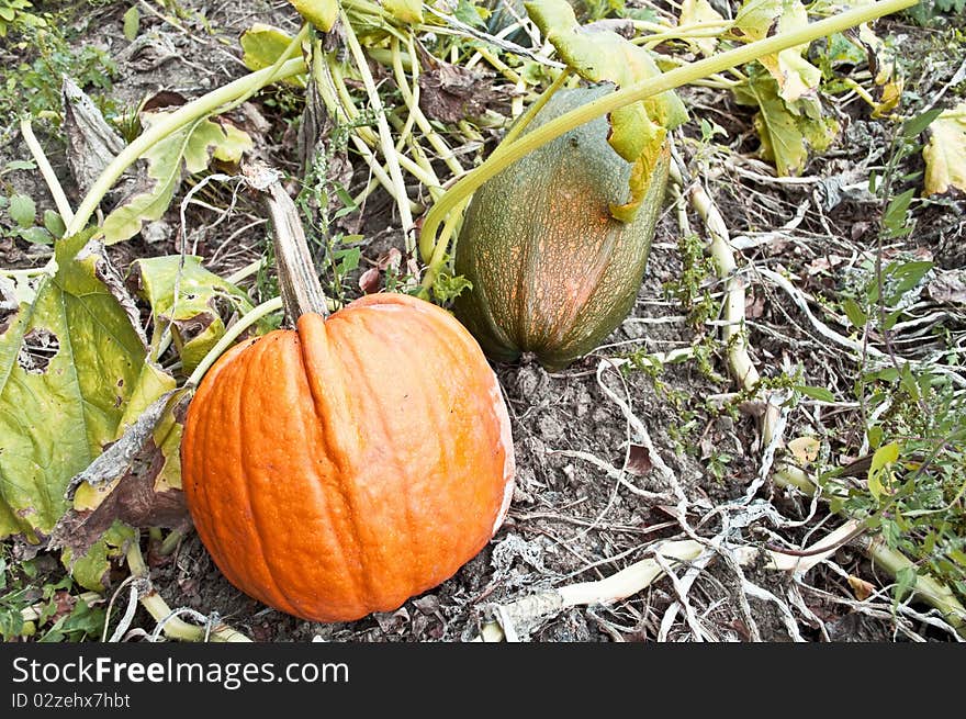 Pumpkins growing in a cultivated garden