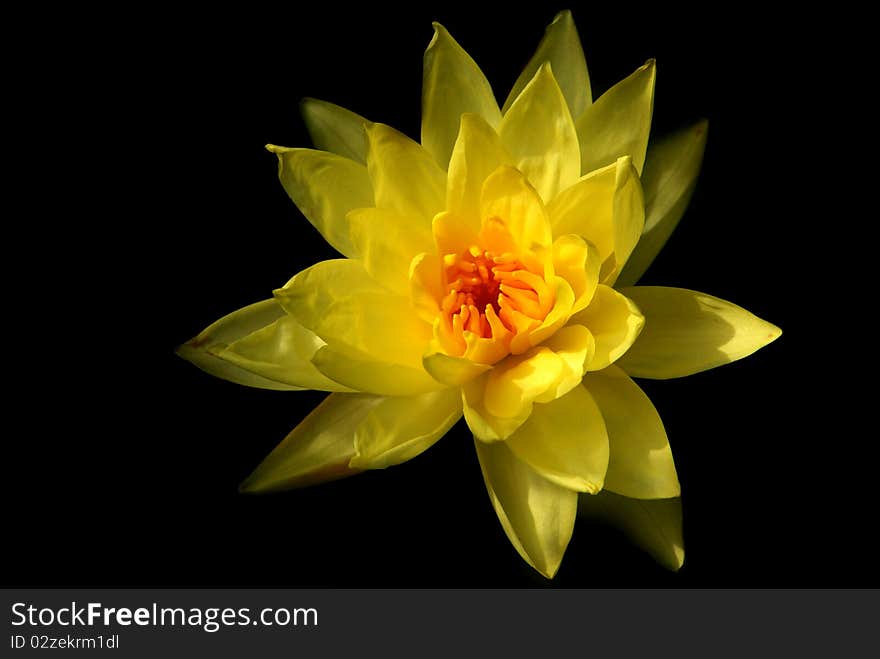 Beautiful Yellow Lotus