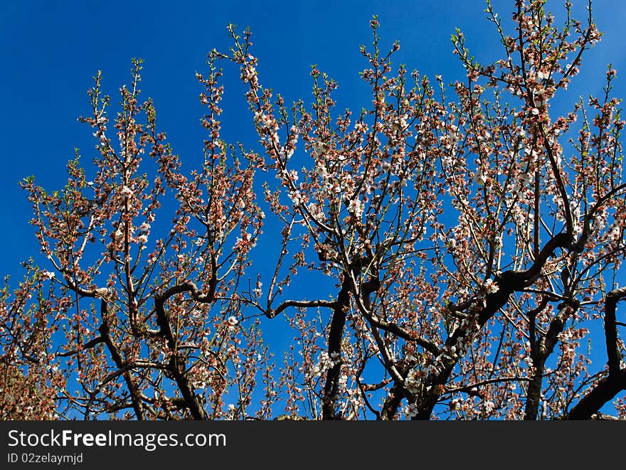 Peach blossom with sky in background