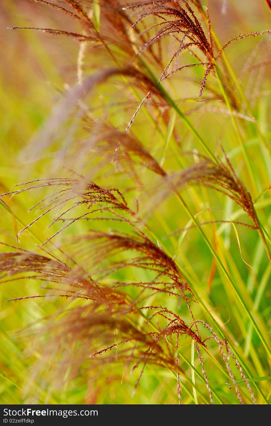 Bulrush nearby the lack leman