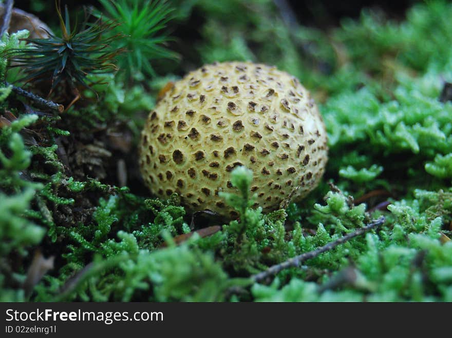 A bumpy round mushroom sits surrounded by green moss.