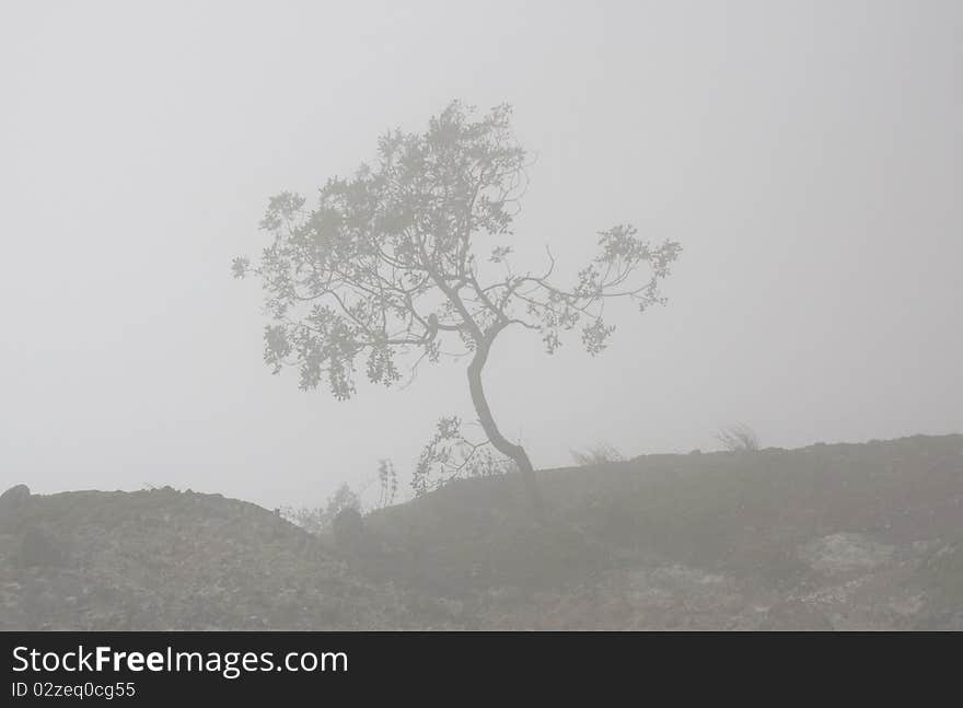 A boken tree in the fog. A boken tree in the fog